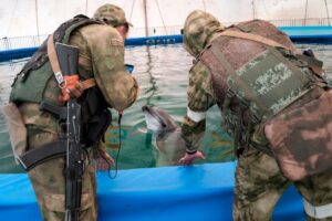 Dead dolphins, naval mines: Russia-Ukraine war destroys the Black Sea